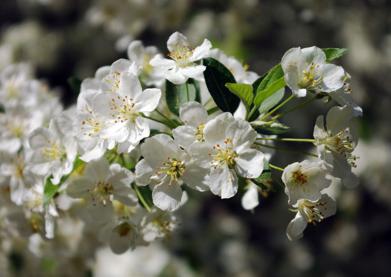 Sargent Crabapple (Malus sargentii) - 3 gallon 48"