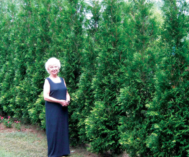 Full Speed A Hedge® American Pillar Arborvitae (Thuja occidentalis 'American Pillar') - 1 gallon