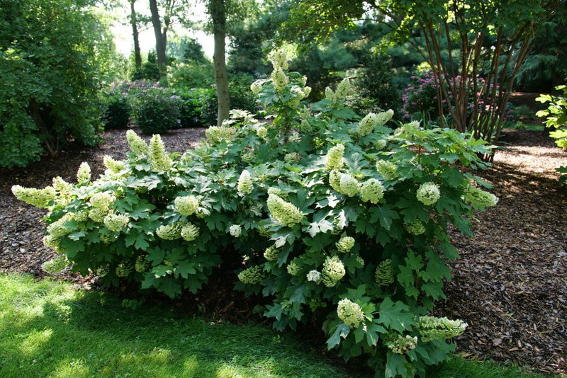Gatsby Glow Ball® Oakleaf Hydrangea (Hydrangea quercifolia 'NCHQ1') - 3 gallon