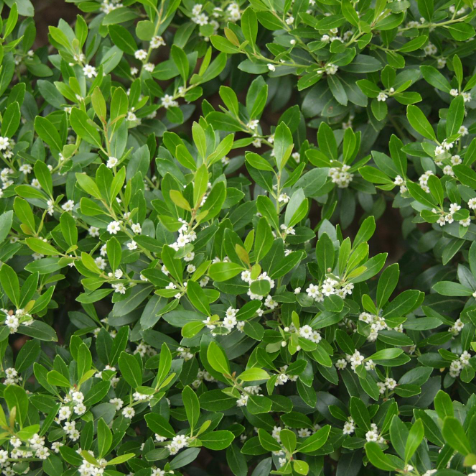 Compact Japanese Holly (Ilex crenata 'Compacta') - QT