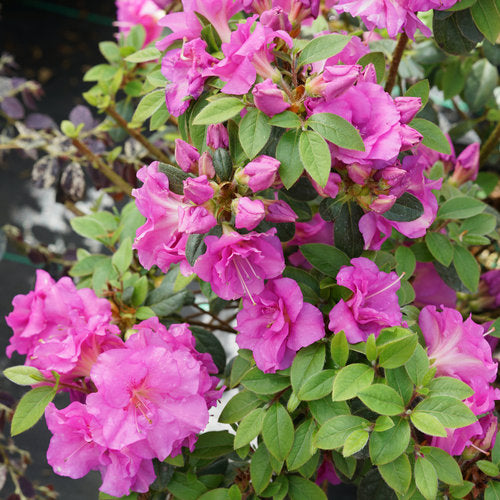 Perfecto Mundo® Double Purple Reblooming Azalea (Azalea 'Perfecto Mundo Dbl Purple') - QT