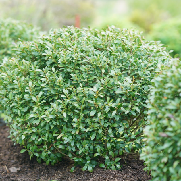 Strongbox® Inkberry holly (Ilex glabra 'Strong Box') - QT