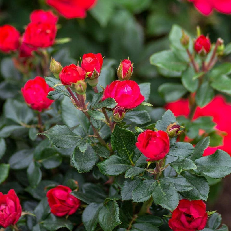 Petite Knock Out® Rose  (Rosa K.O 'Petite') - QT