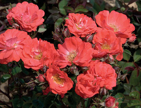Coral Drift® Rose (Rosa 'Drift Meidrifora') - QT
