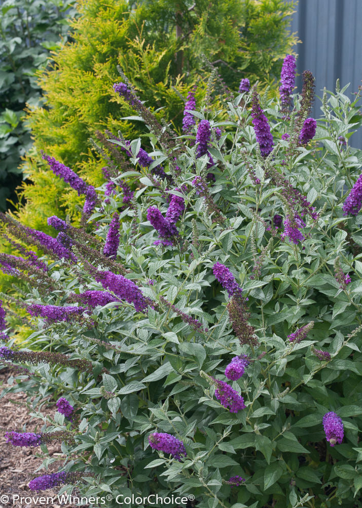 'Miss Violet' Butterfly bush (Buddleia x ’Miss Violet’) - QT