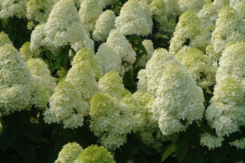 'Limelight' Panicle Hydrangea (Hydrangea paniculata 'Zwijnenburg') - QT