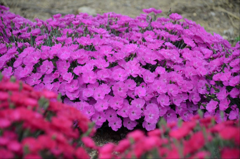 'Paint the Town Fuchsia' Pinks (Dianthus paint 'The Town Fuchsia') - QT