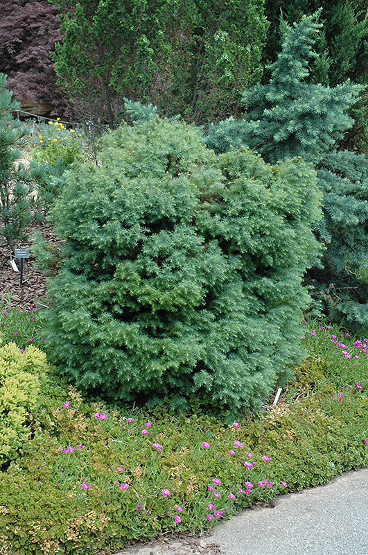 Mushroom Japanese Cedar (Cryptomeria jap. ‘Mushroom’) - 1 gallon
