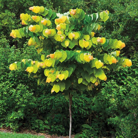 Rising Sun Redbud (Cercis canadensis 'Rising Sun') - 1 gallon 3-4' TREE