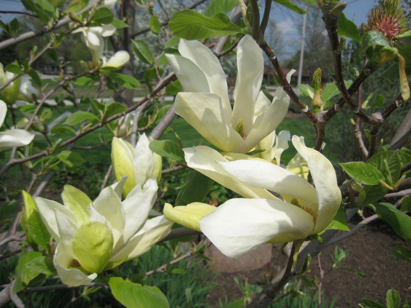 Butterflies Magnolia (Magnolia x 'Butterflies') - 1 gallon 6' TREE