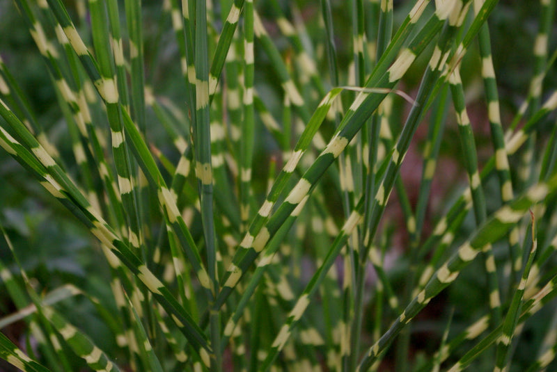 Little Zebra Maiden Grass (Miscanthus sinensis 'Little Nicky') - 3 gallon