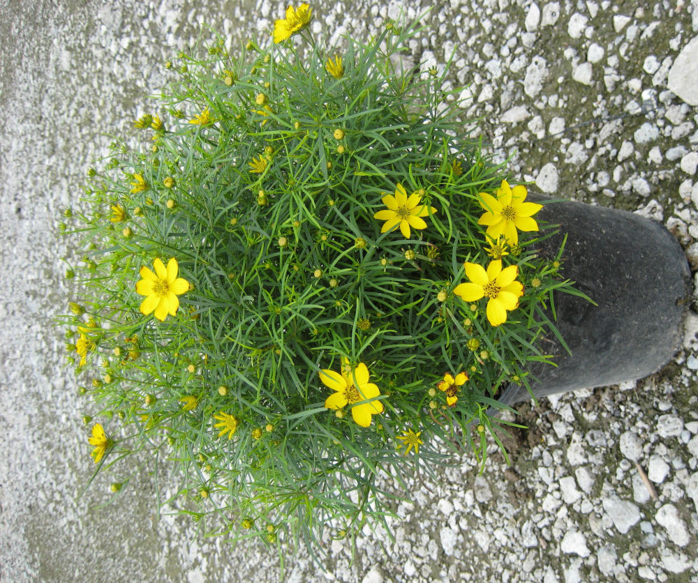 Zagreb Tickseed (Coreopsis verticillata 'Zagreb') - QT