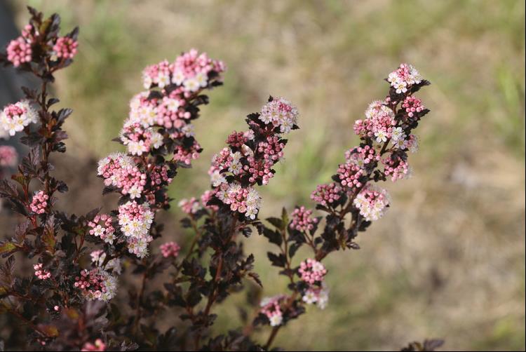Tiny Wine® Ninebark (Physocarpus opulifolius 'SMPOTW') - 1 gallon