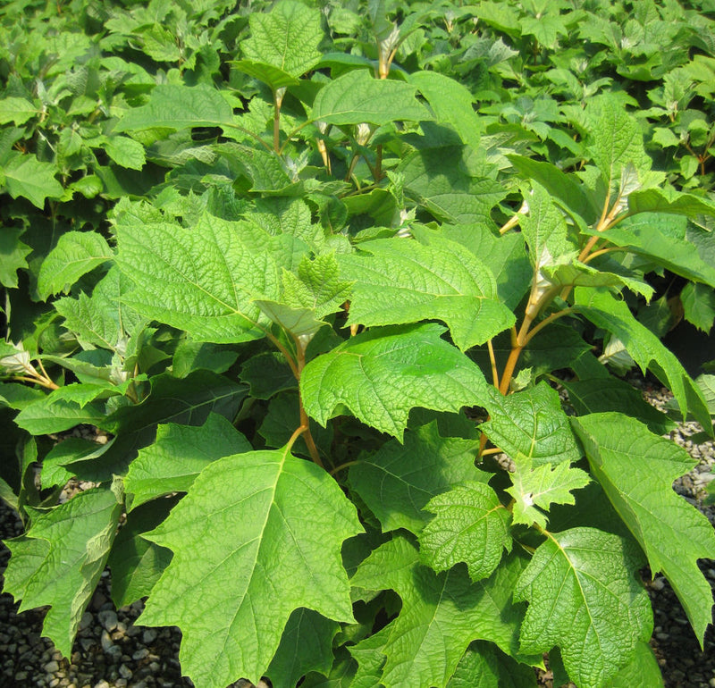 Pee Wee Oakleaf Hydrangea (Hydrangea quercifolia 'Pee Wee') - 2 gallon 10"