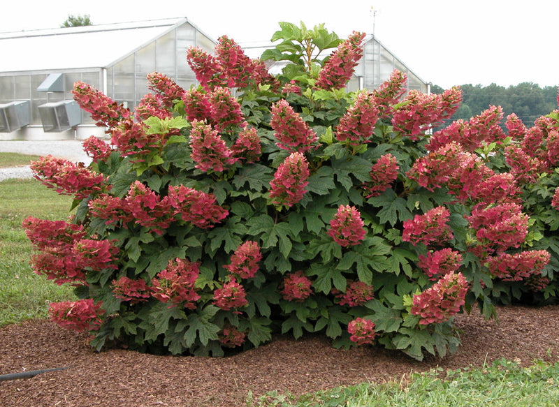 Ruby Slippers Oakleaf Hydrangea (Hydrangea quercifolia 'Ruby Slippers') - 1 gallon
