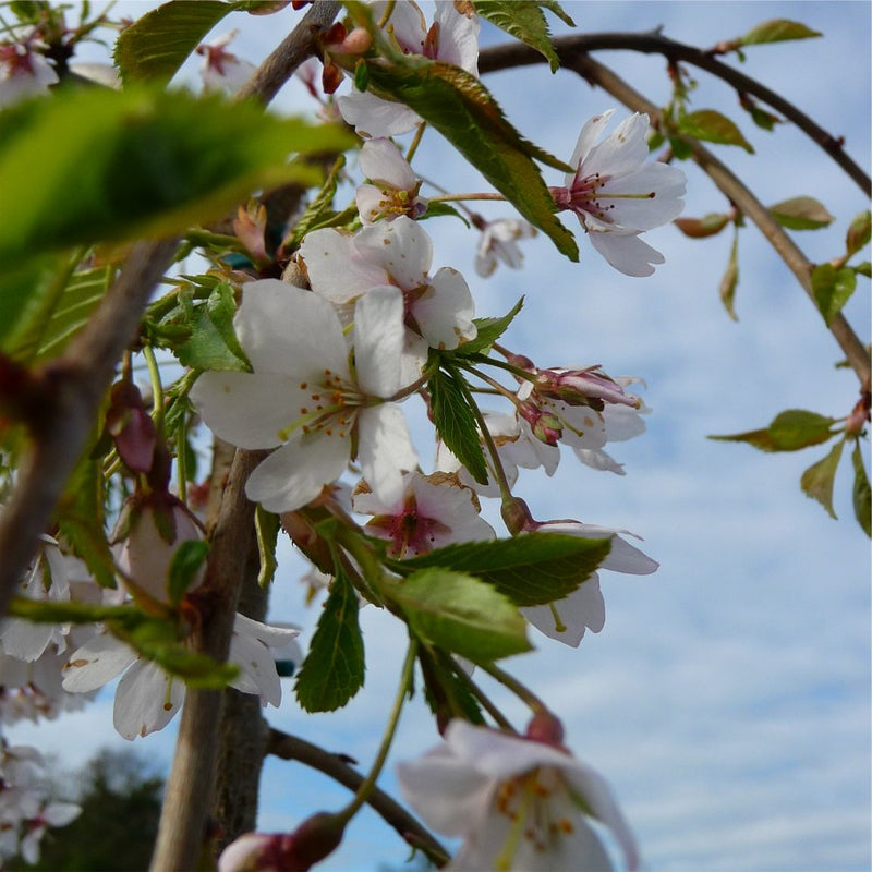 Weeping Higan Flowering Cherry (Prunus subhirtella 'Pendula Plena Rosea') - 2 gallon