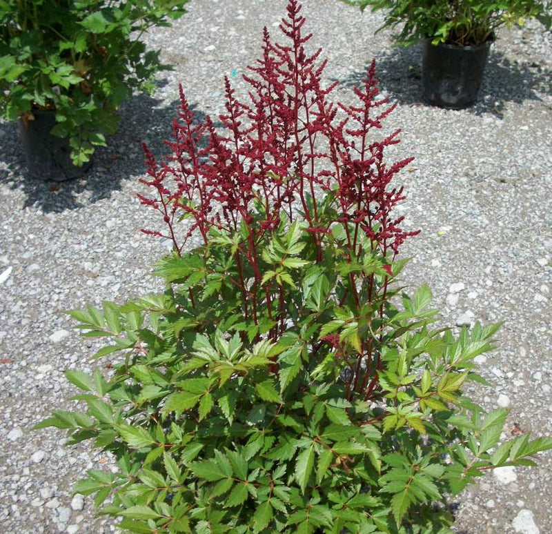 Montgomery Astilbe (Astilbe japonica 'Montgomery') - 1 gallon