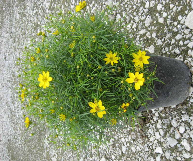 Zagreb Tickseed (Coreopsis verticillata 'Zagreb') - QT