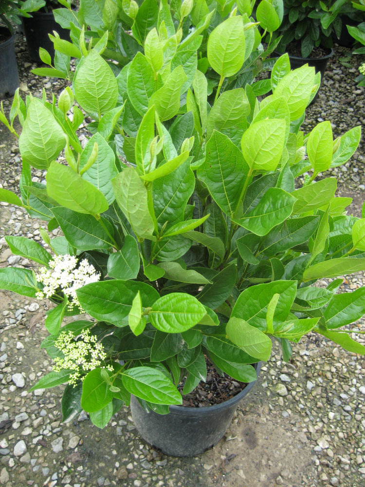 Winterthur Viburnum (Viburnum nudum 'Winterthur') - 3 gallon 15-18"