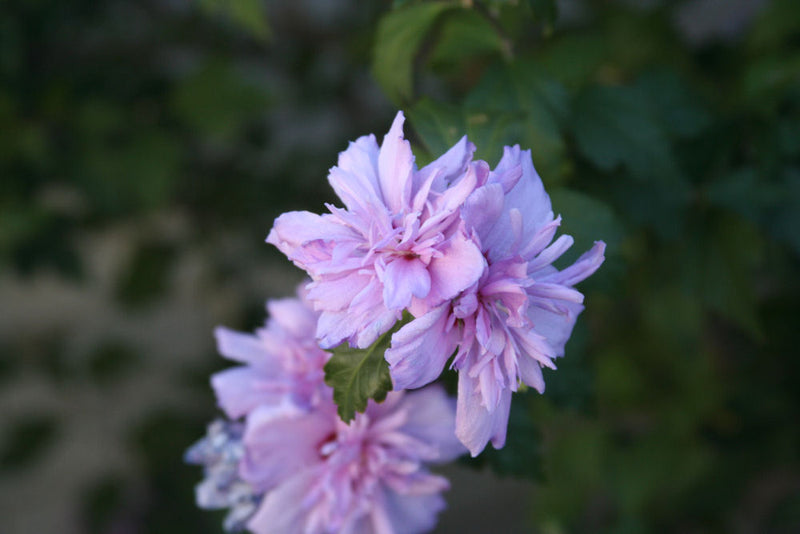 Blushing Bride Rose of Sharon (Hibiscus syriacus 'Blushing Bride') - 1 gallon