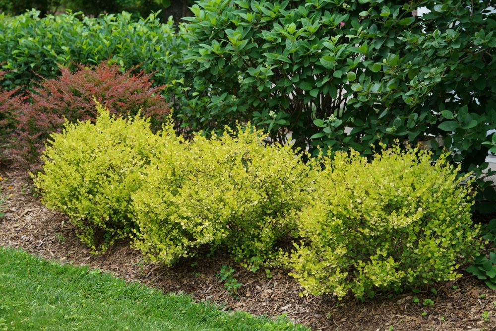 Cesky Gold® Dwarf Birch (Betula platyphylla 'Cesky Gold') - 3 gallon