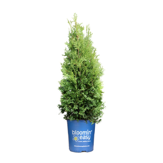 Private Jet™ Arborvitae (Thuja occidentalis Private Jet  'King of Brabant') - 3 gallon 18"