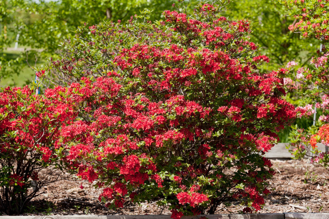 First Editions® Electric Lights™ Red Azalea (Rhododendron ‘UMNAZ 502’) - 3 gallon 15"