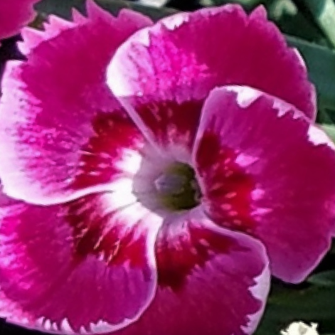 EverBloom™ 'Strawberry Tart' Pinks (Dianthus 'Everbloom Strawberry Tart') - QT