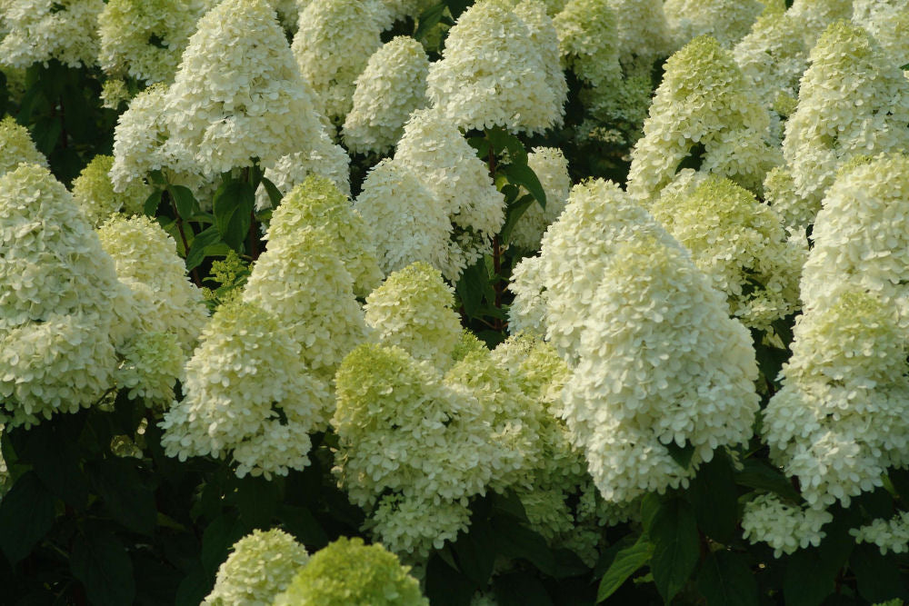 'Limelight' Panicle Hydrangea (Hydrangea paniculata 'Zwijnenburg') - 3 gallon