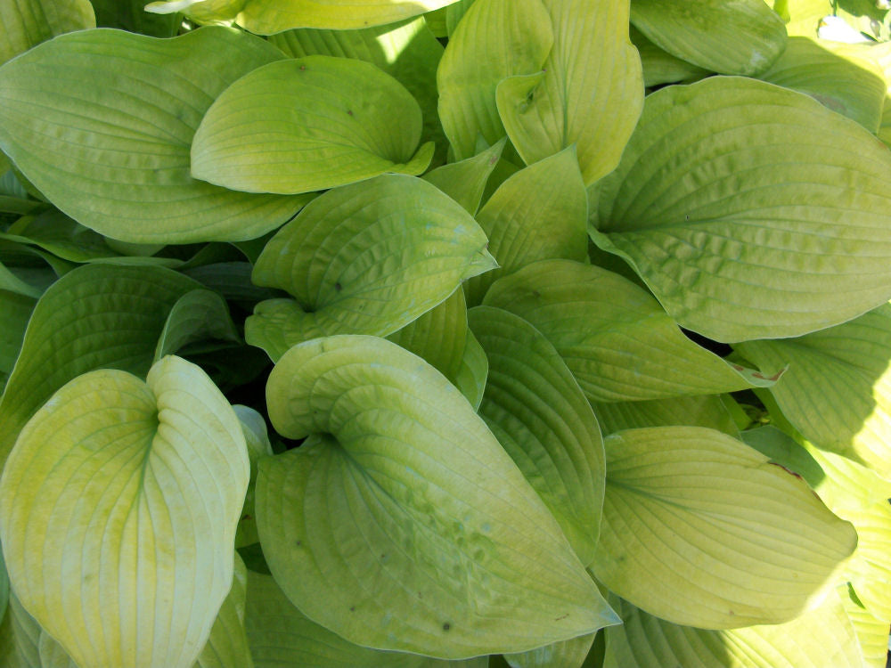 August Moon Plantain Lily (Hosta august 'August Moon') - 1 gallon