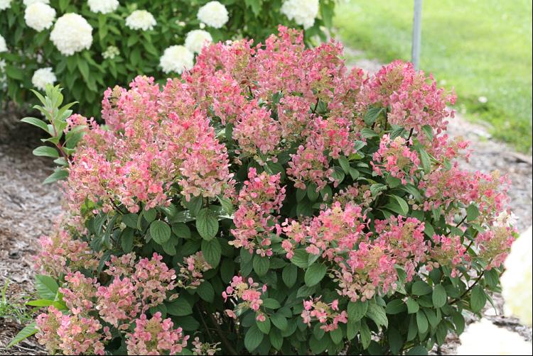 Little Quick Fire® Panicle Hydrangea (Hydrangea pan ‘Little Quick Fire') - 2 gallon