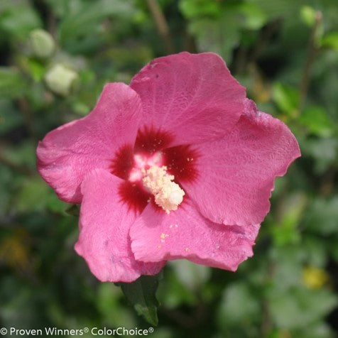 Lil' Kim® Red Rose of Sharon (Hibiscus syriacus 'Lil Kim Red') - 2 gallon