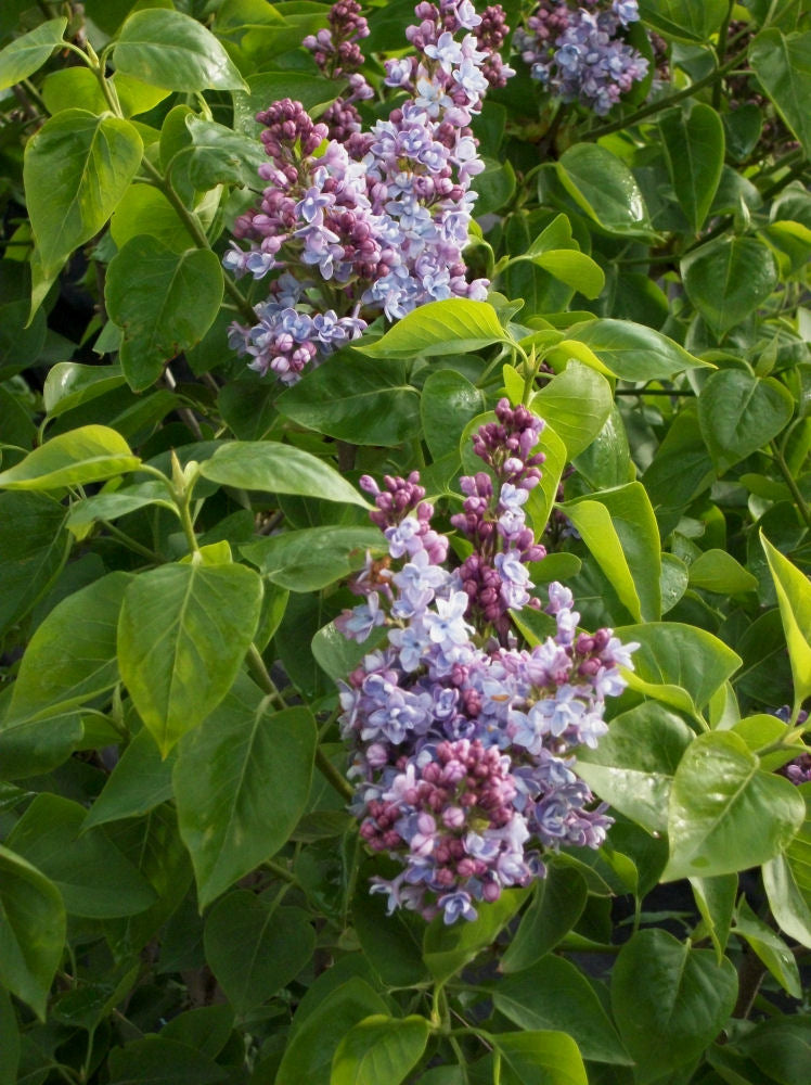 Common Lilac (Syringa vulgaris) - 3 gallon 15"