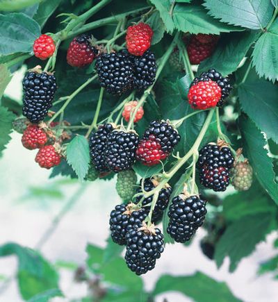 Natchez Blackberry (Rubus natchez) - 1 gallon 12"