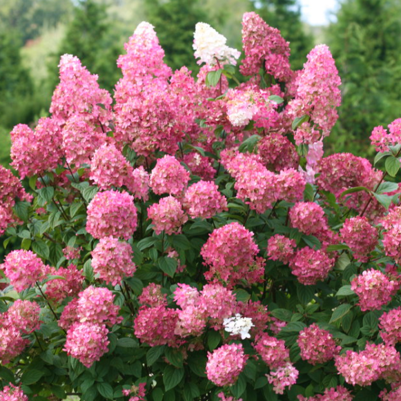Fire Light® Panicle Hydrangea (Hydrangea 'P Fire Light') - 3 gallon
