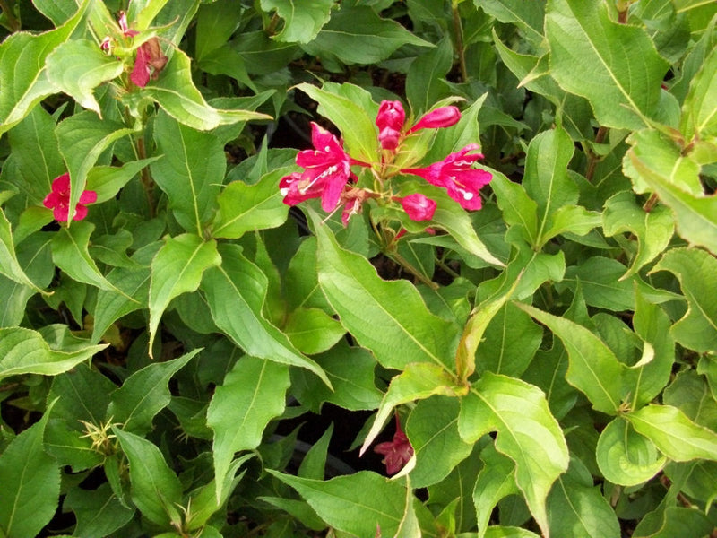 Red Prince Weigela (Weigela florida 'Red Prince') - 3 gallon 15"