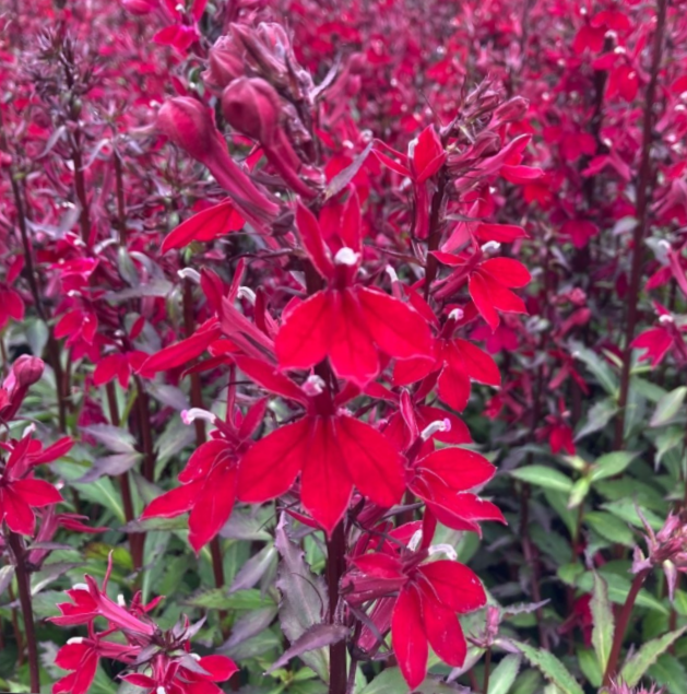 Starship™ Burgundy Cardinal Flower (Lobelia starship 'Burgundy') - 1 gallon