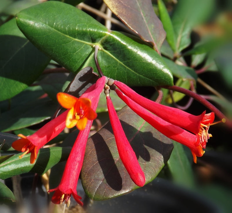 Major Wheeler Honeysuckle (Lonicera sempervirens 'Major Wheeler') - 2 gallon