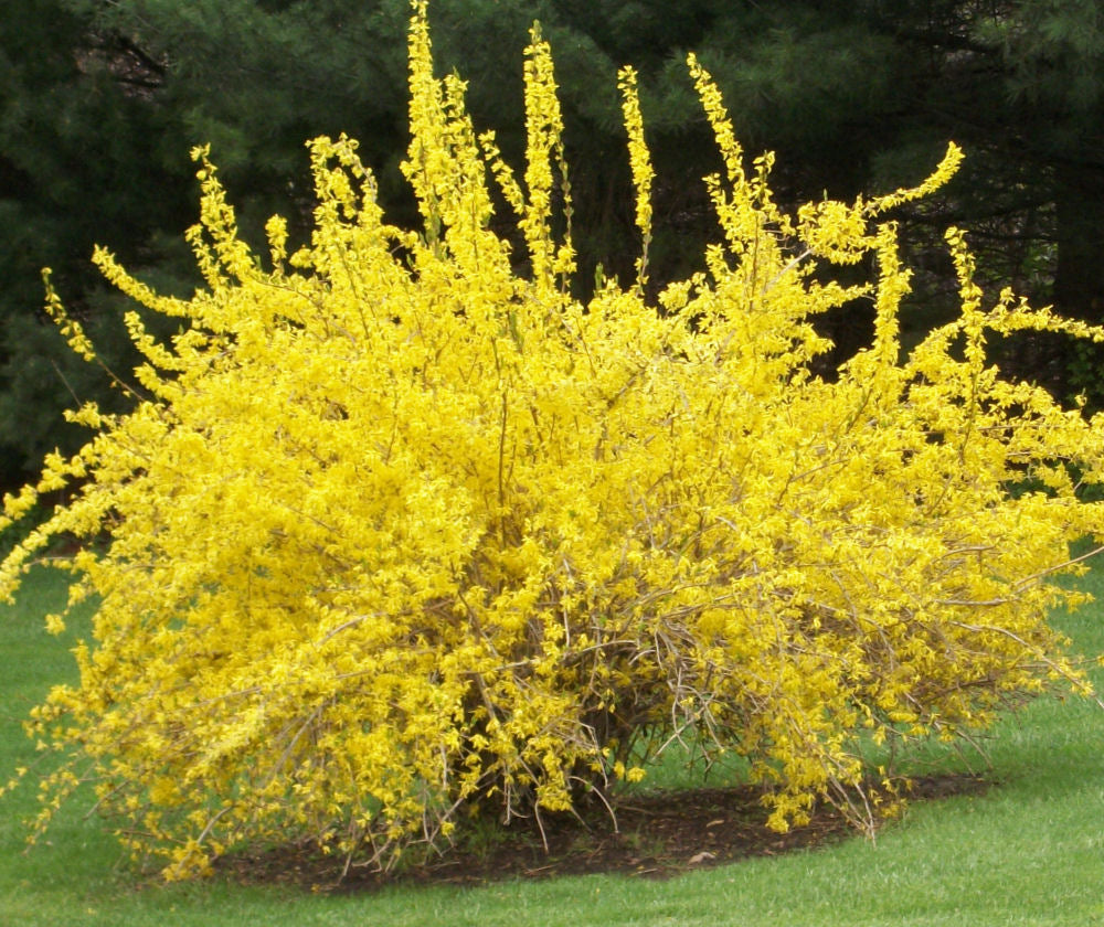 Spring Glory Forsythia (Forsythia x intermedia 'Spring Glory') - 3 gallon 36"