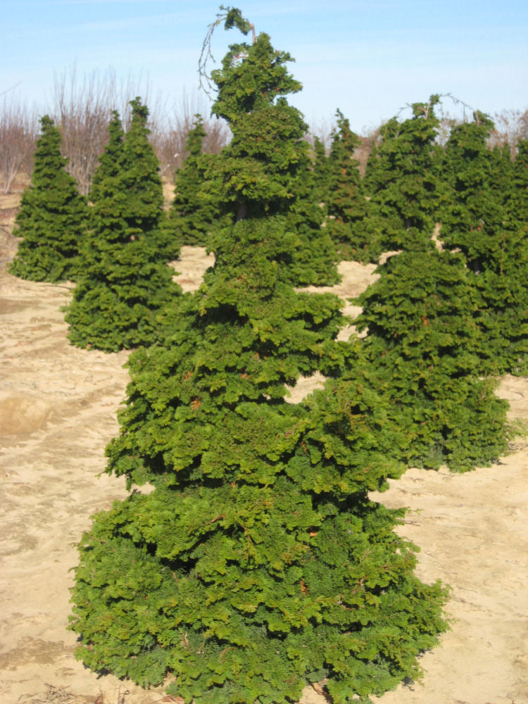 Compact Hinoki False Cypress (Chamaecyparis obtusa 'Compacta') - 3 gallon 18"