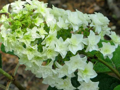 Gatsby Star® Oakleaf Hydrangea (Hydrangea quercifolia 'Gatsby Star') - 3 gallon