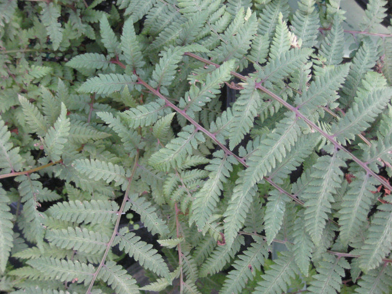 Burgundy Lace Painted Fern (Athyrium niponicum 'Burgundy Lace') - QT