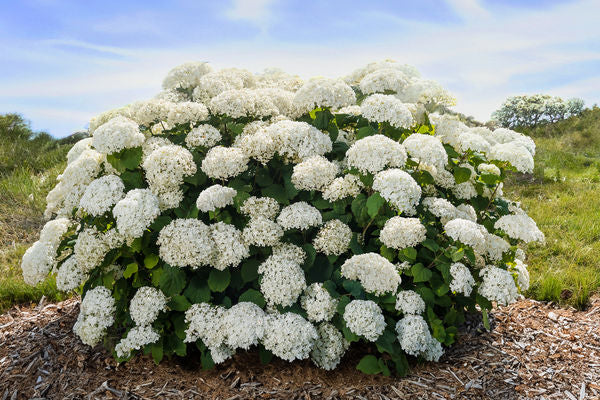 FlowerFull® Smooth Hydrangea (Hydrangea arborescens 'Flowerfull' ( 'BAIful' PP35,613)) - 3 gallon