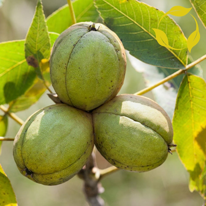 Shagbark Hickory (Carya ovata) - 3 gallon