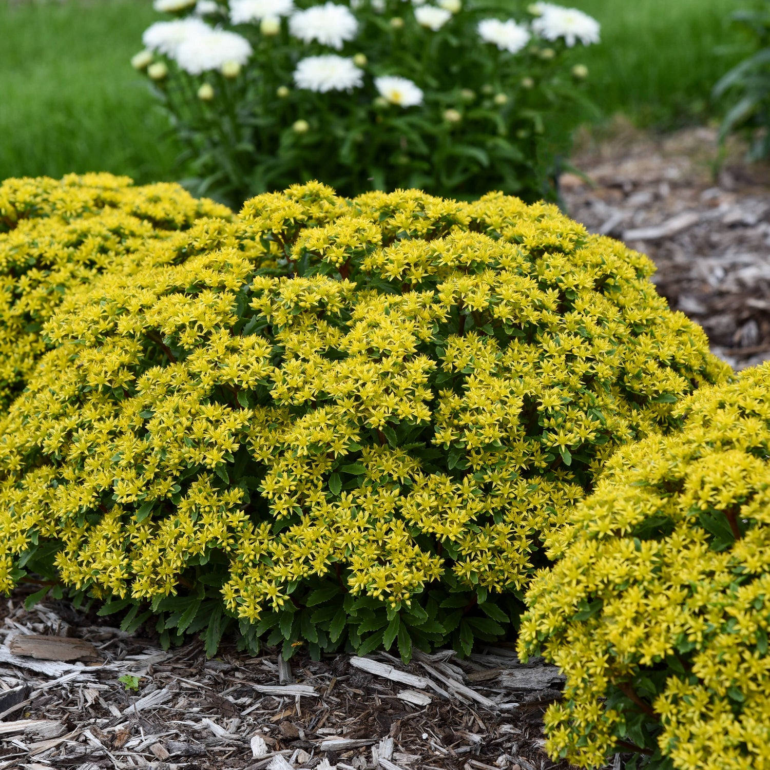 Sedum ROCK 'N LOW™  (Sedum 'Rock N Round Bright Idea') - 1 gallon