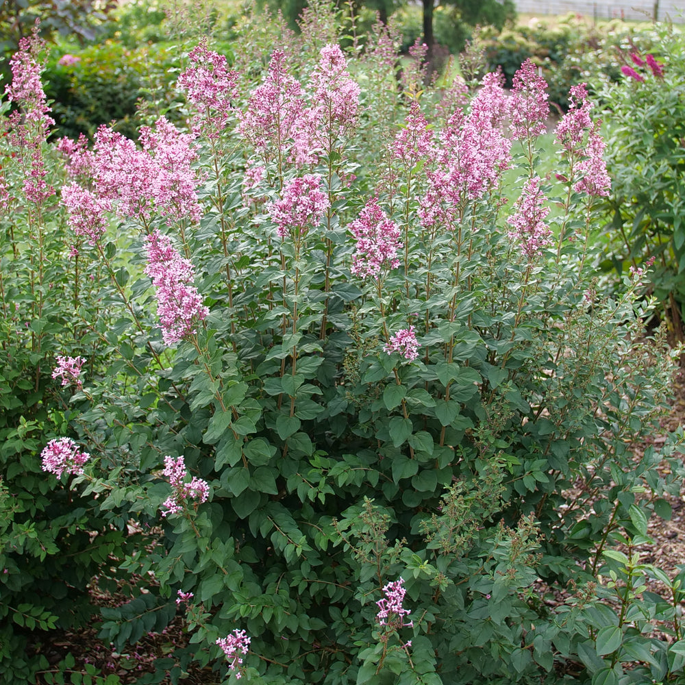 Bloomerang Ballet® Reblooming Lilac (Syringa 'SMNSPH' BLOOMERANG BALLET) - 3 gallon 15"