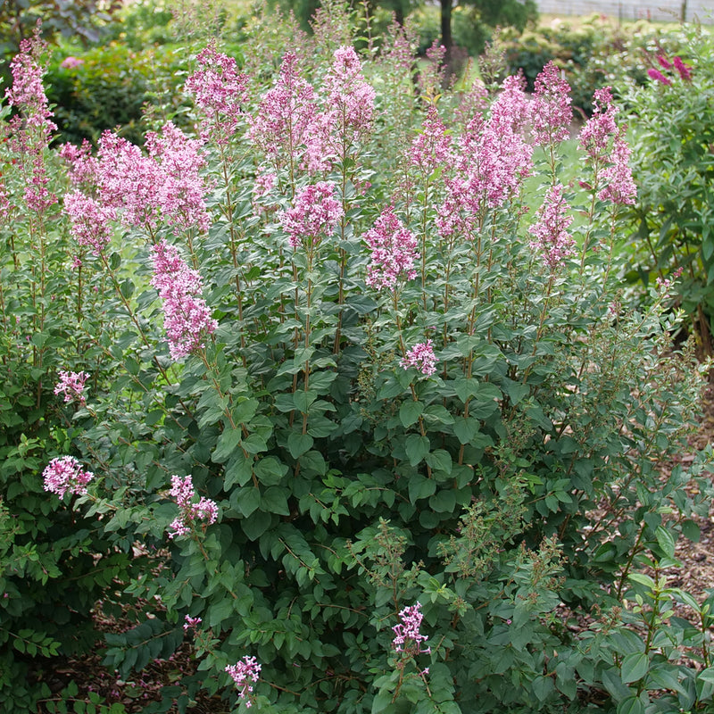 Bloomerang Ballet® Reblooming Lilac (Syringa 'SMNSPH' BLOOMERANG BALLET) - 3 gallon 15"