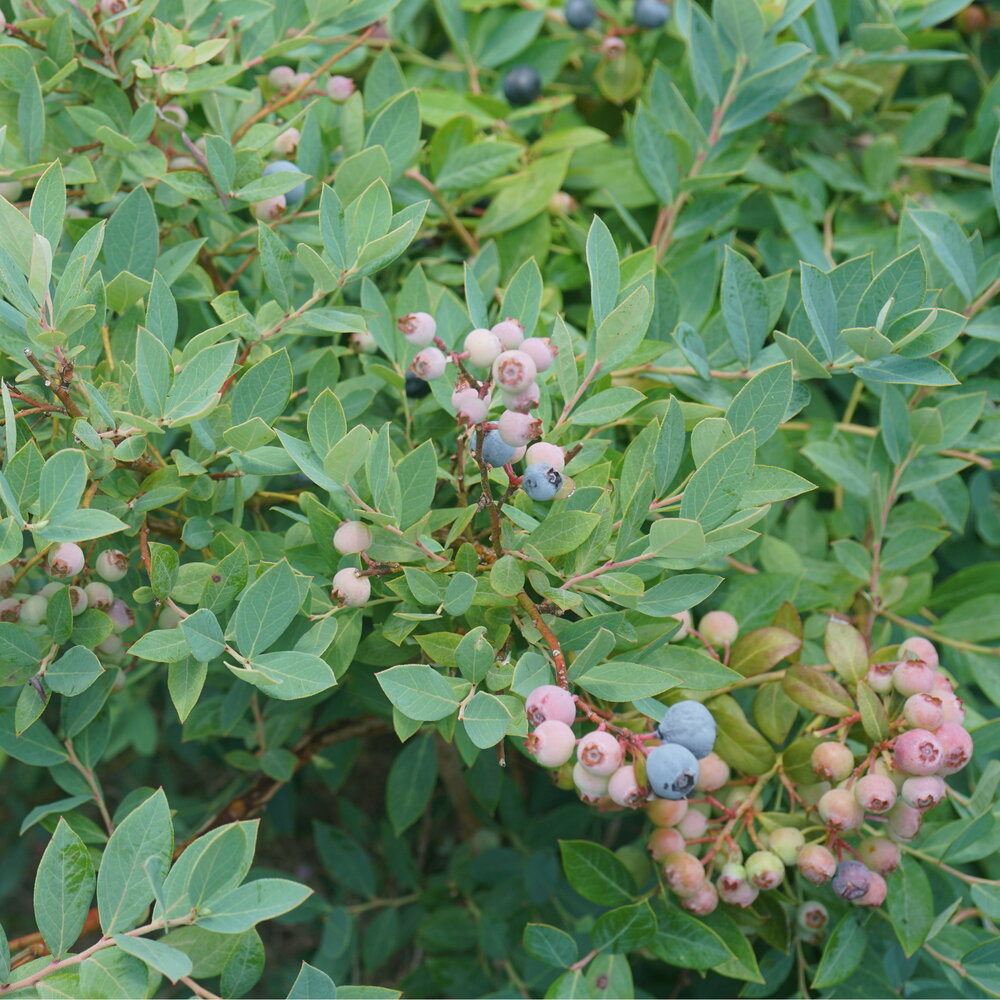 Splendid!® Blue Blueberry (Vaccinium corymbosum 'Splendid Blue') - QT